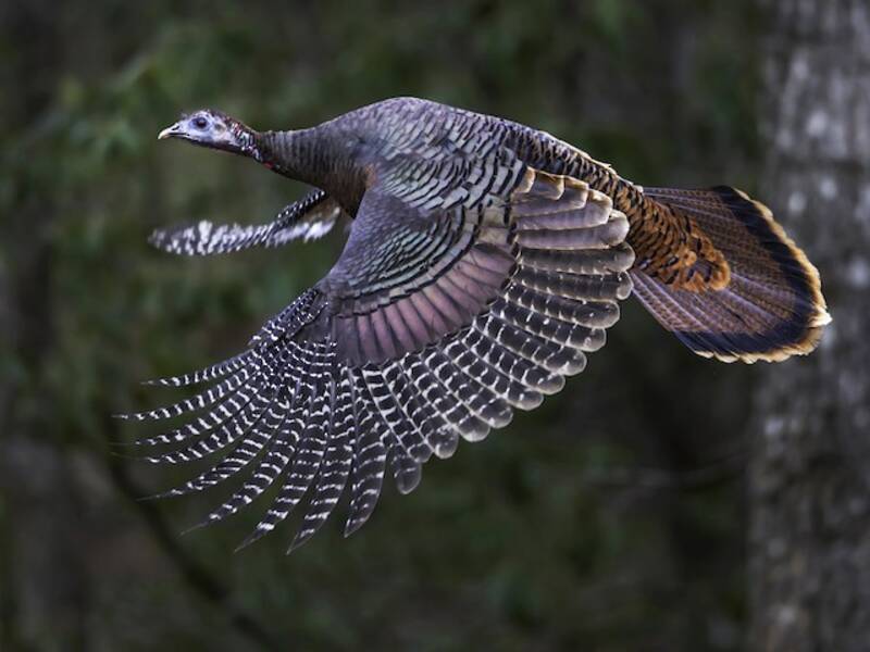 Wild Turkey, 照片 4
