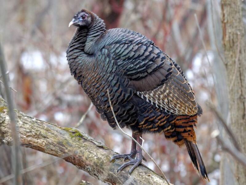 Wild Turkey, 照片 2