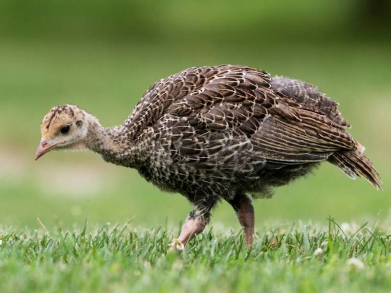 Wild Turkey, 照片 3
