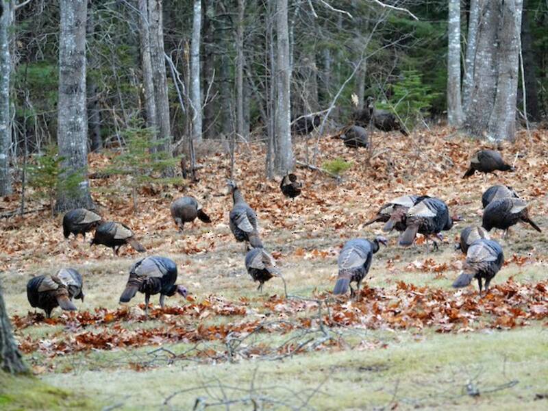 Wild Turkey