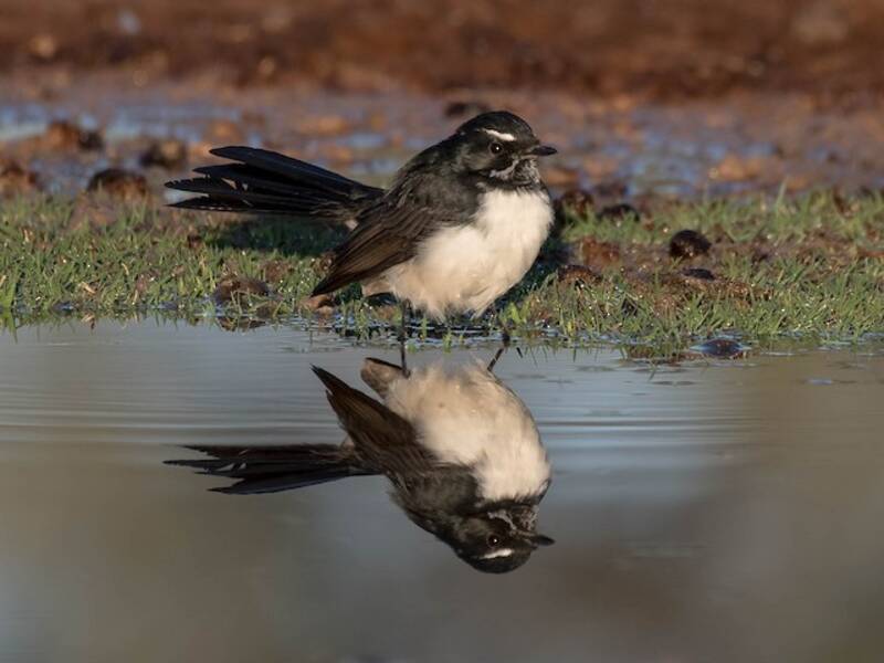 Willie-wagtail