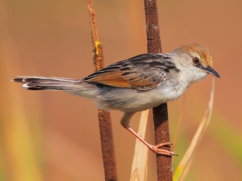 Rufous-winged Cisticola, 照片 3