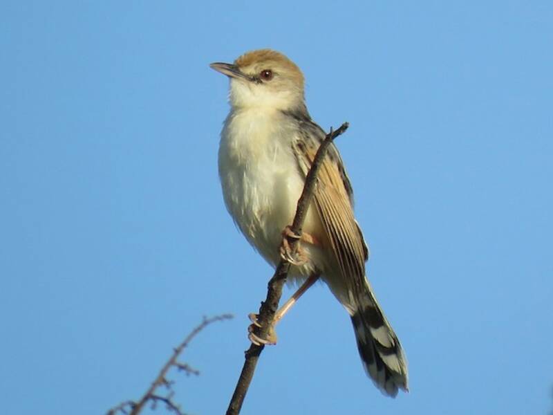 Rufous-winged Cisticola