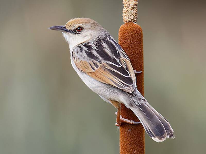 Rufous-winged Cisticola, 照片 2