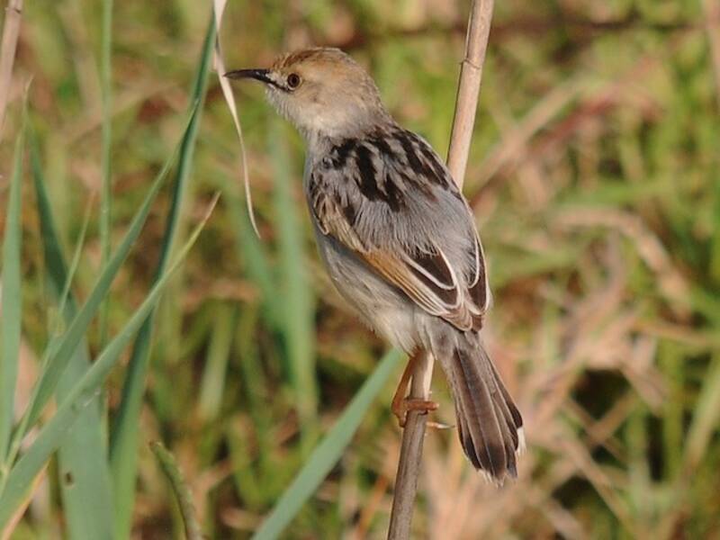 Rufous-winged Cisticola, 照片 4