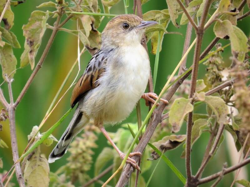 Winding Cisticola