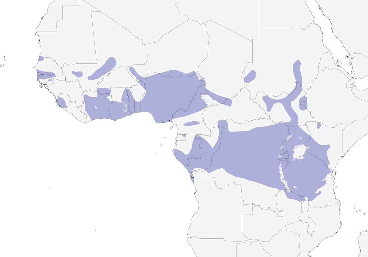 Cistícola Sinuosa, Distribución 1