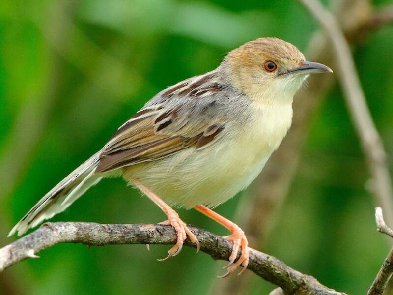 Coastal Cisticola