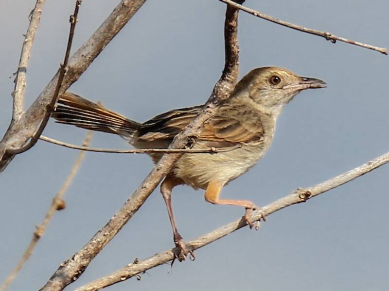 Coastal Cisticola, Photos 3