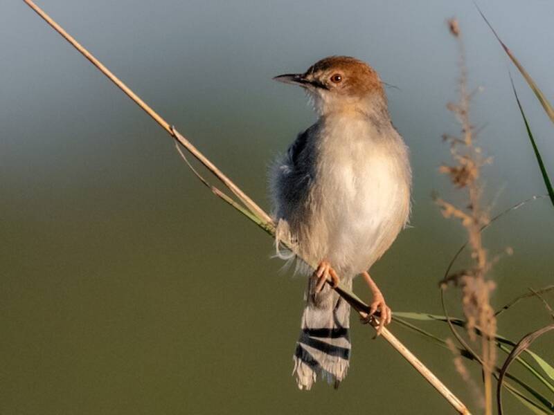 Coastal Cisticola, Photos 2