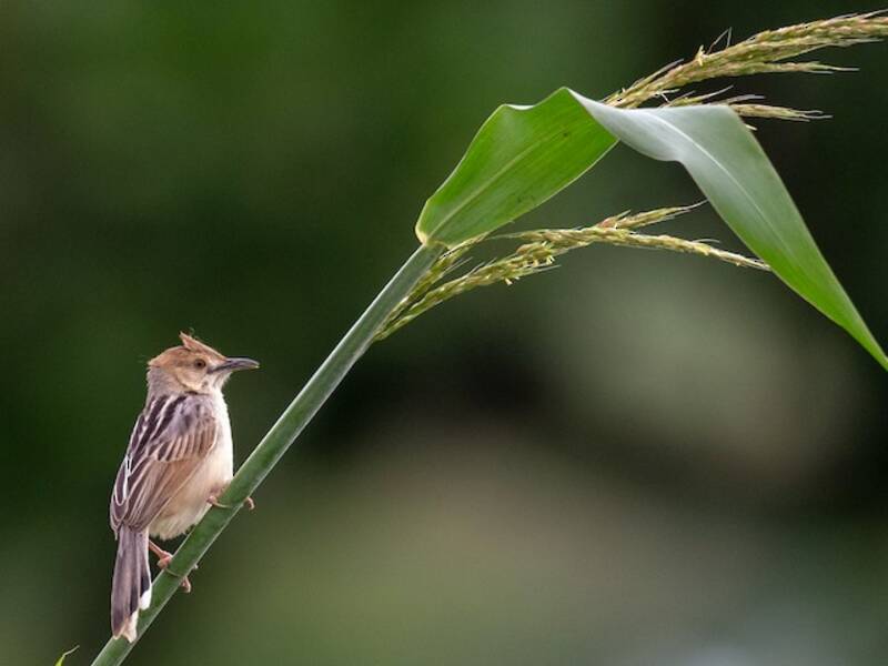 Coastal Cisticola, Photos 4