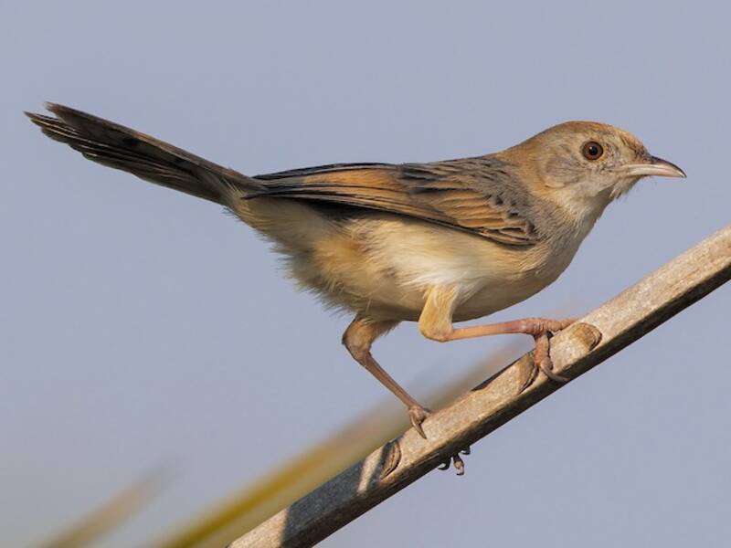 Luapula Cisticola, 照片 2
