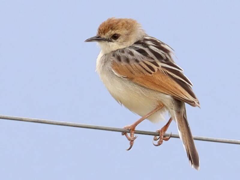 Luapula Cisticola, 照片 4