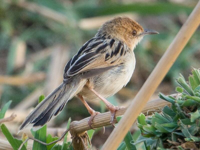 Luapula Cisticola, 照片 3