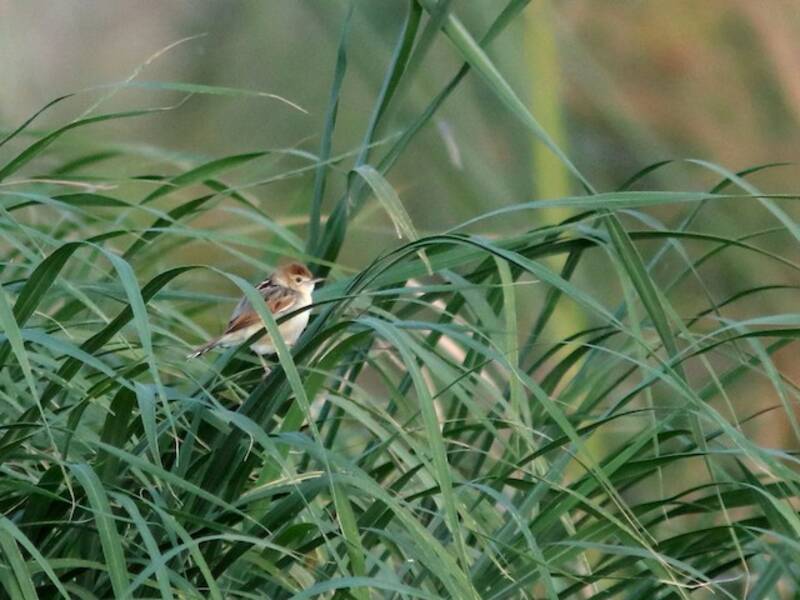 Luapula Cisticola
