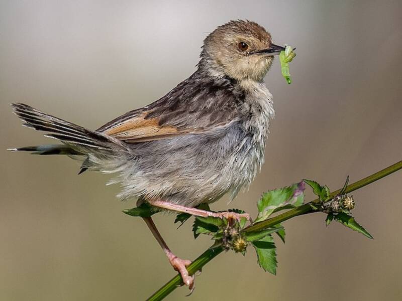 Ethiopian Cisticola