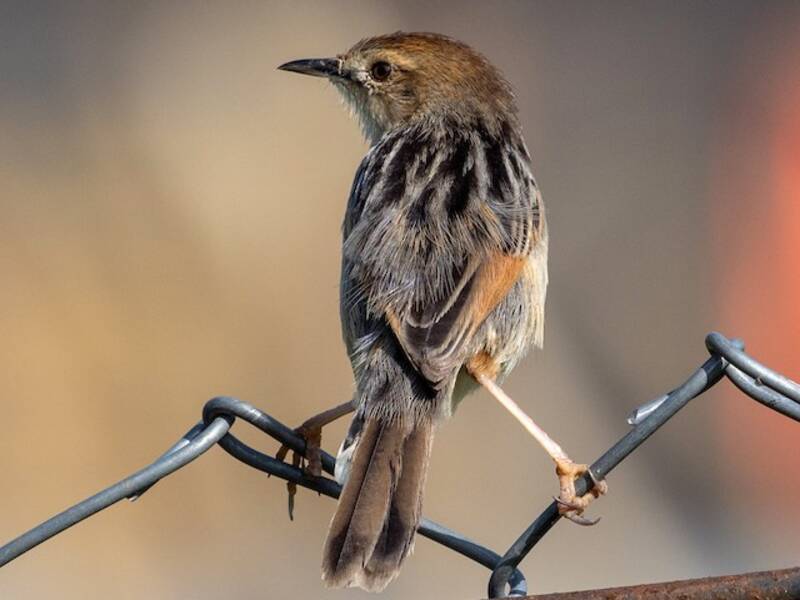 Cisticola etiope, Foto 2