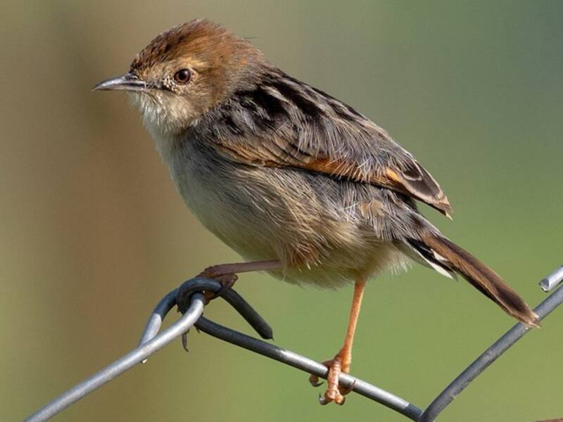 Cisticola etiope, Foto 4