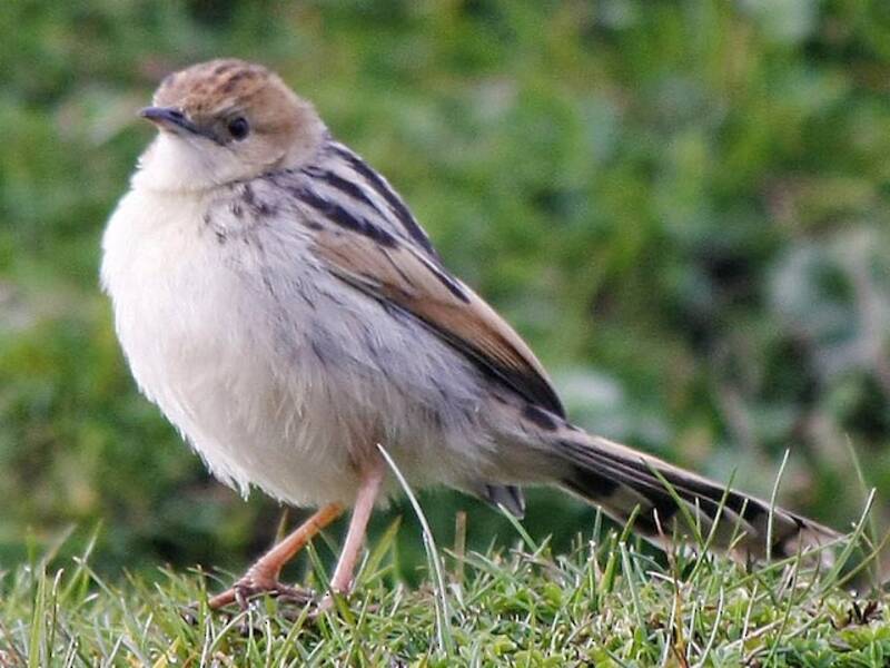 Cisticola etiope, Foto 3