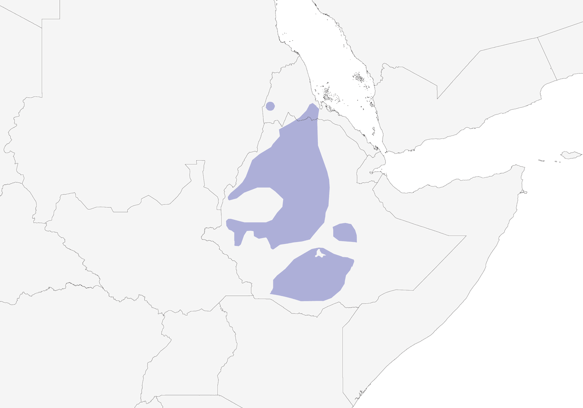 Cisticola etiope, Distribuzione 1