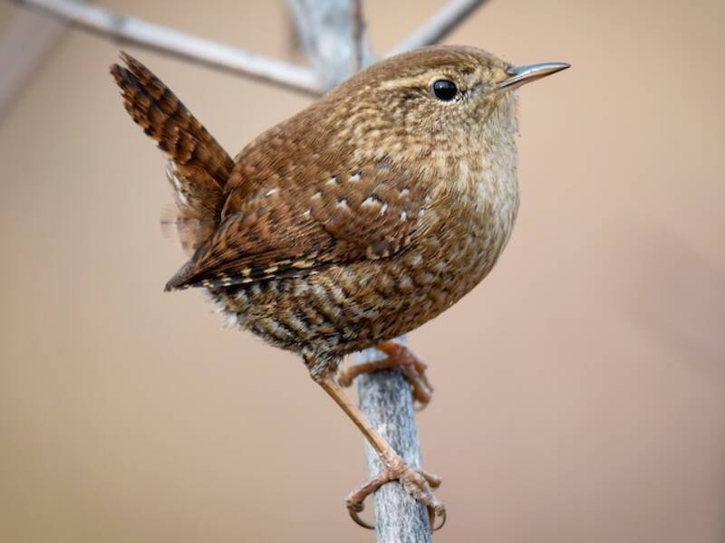 Troglodyte mignon, Photos 2