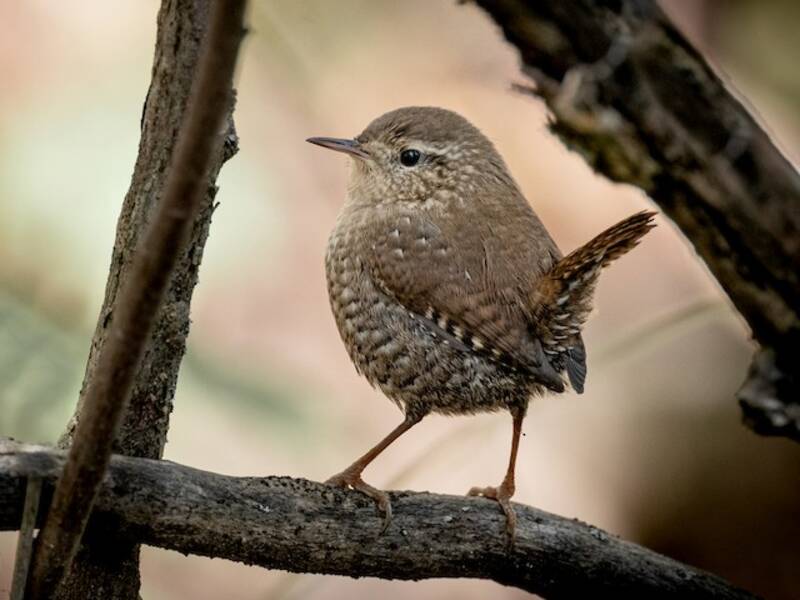 Troglodyte mignon, Photos 3