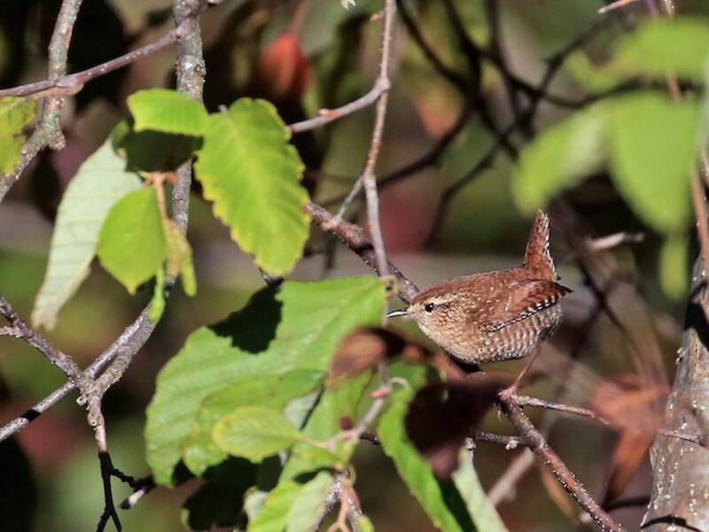 Troglodyte mignon, Photos 4