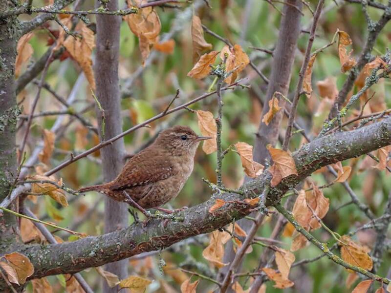 Eurasian Wren (Troglodytes troglodytes)