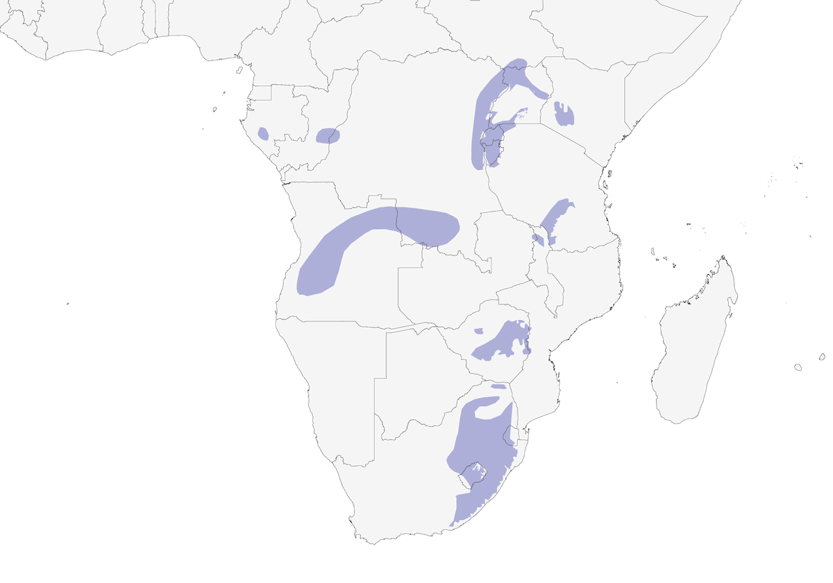 Cisticole bruyante, Distribution 1