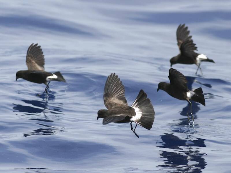 Wilson's Storm-Petrel (Oceanites oceanicus)