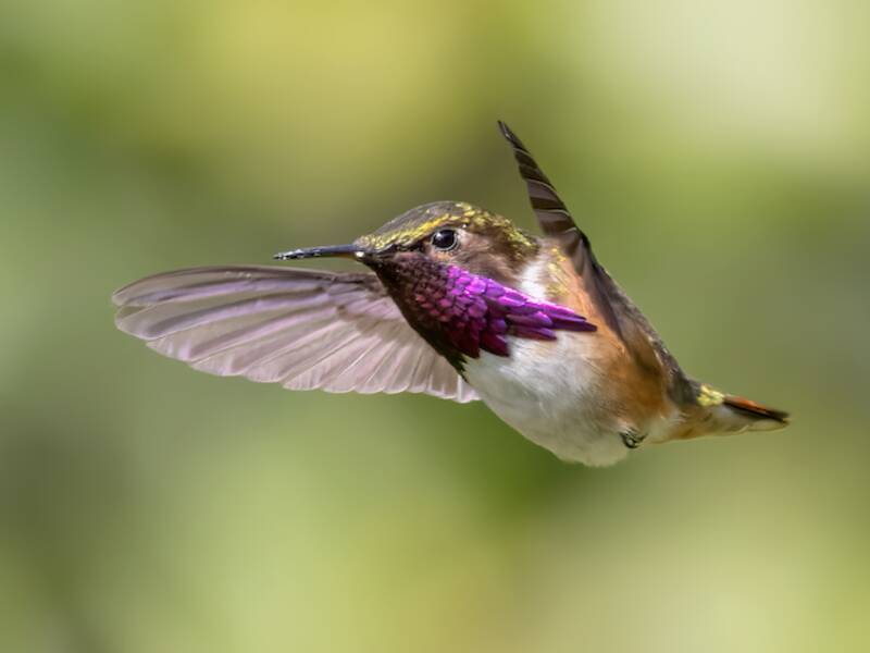 Weinroter Kolibri, Fotos 2