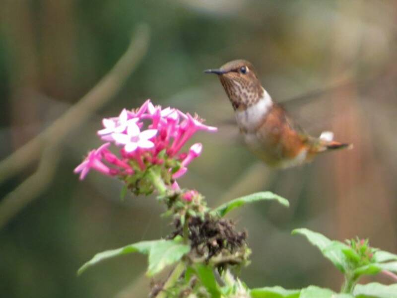 Weinroter Kolibri, Fotos 4