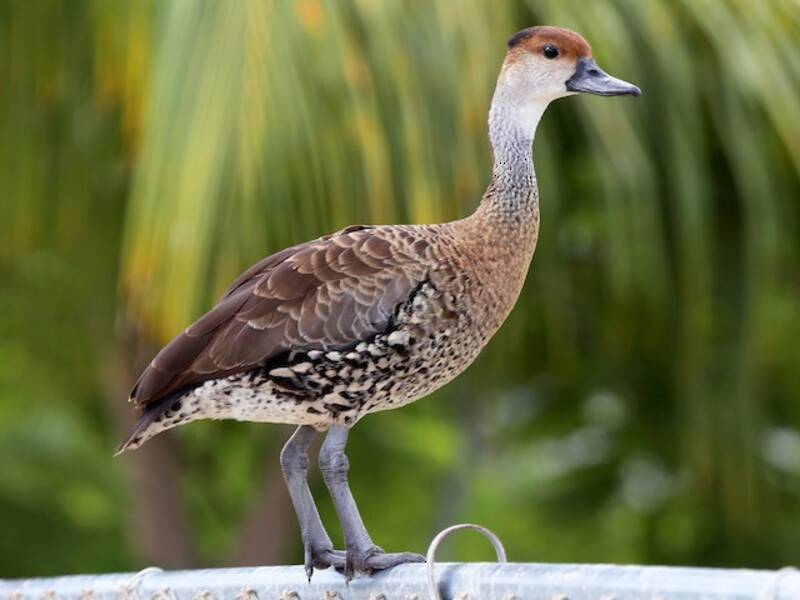 West Indian Whistling-Duck, 照片 3