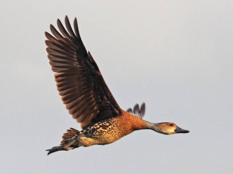 West Indian Whistling-Duck