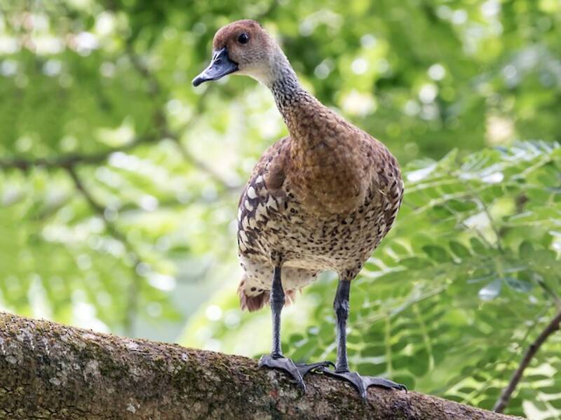 West Indian Whistling-Duck, 照片 2