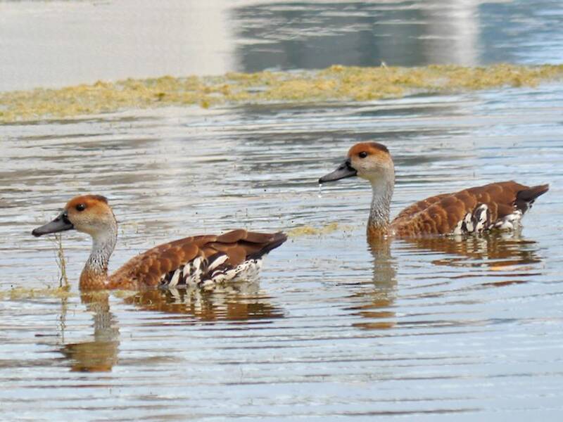 West Indian Whistling-Duck, 照片 4