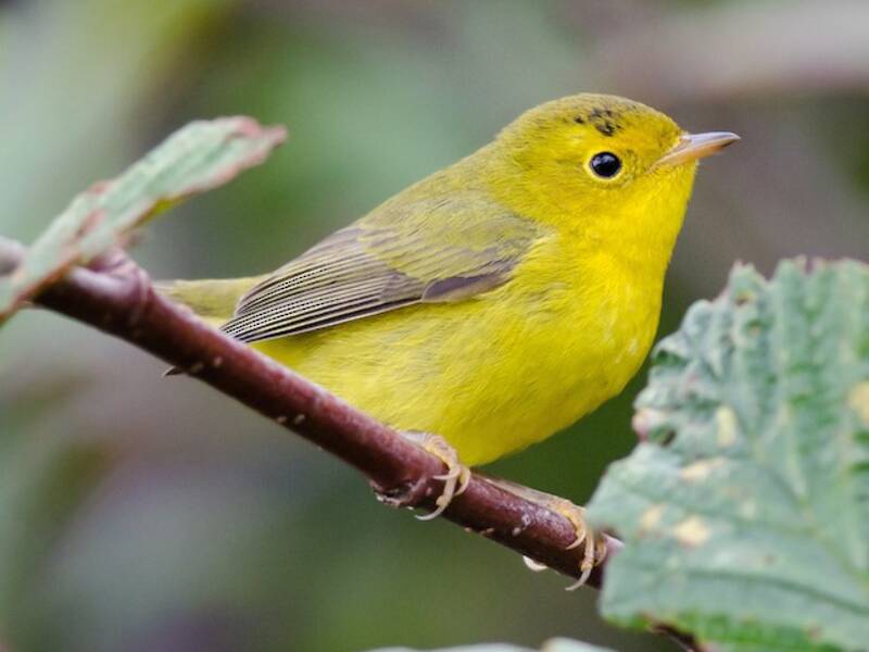 Wilson's Warbler (Cardellina pusilla)