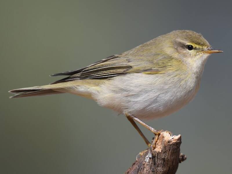 Willow Warbler, Photos 3