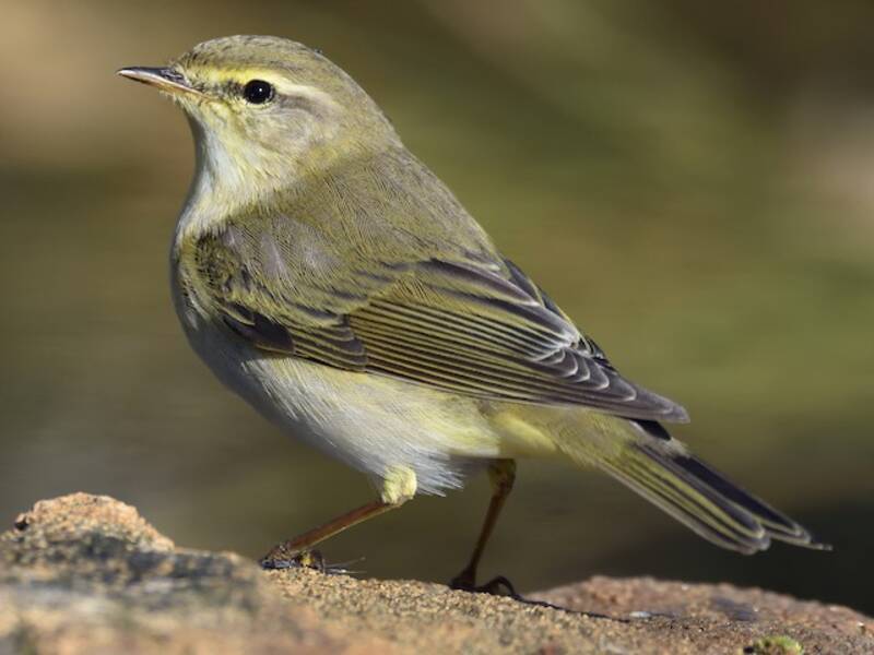 Willow Warbler, Photos 4