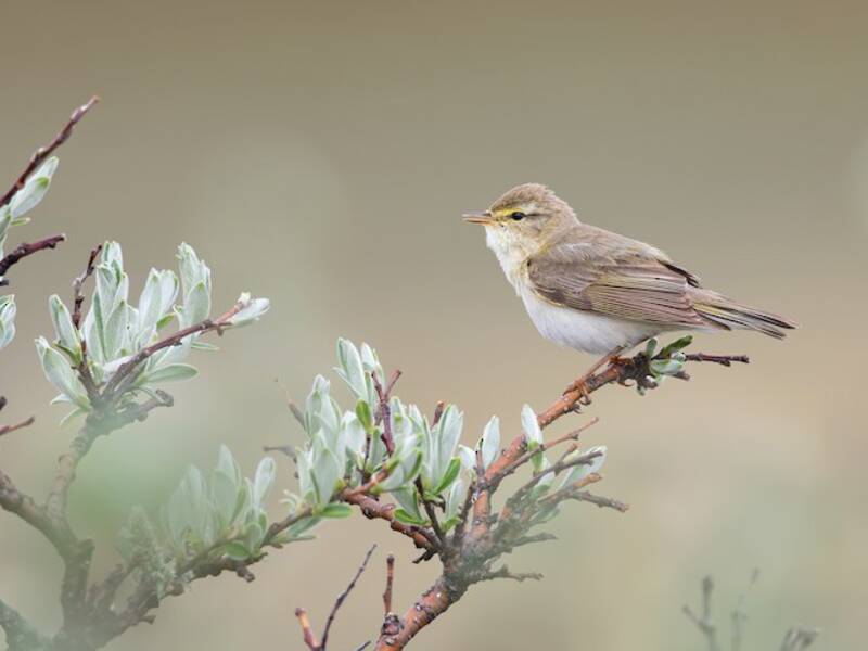 Willow Warbler, Photos 2