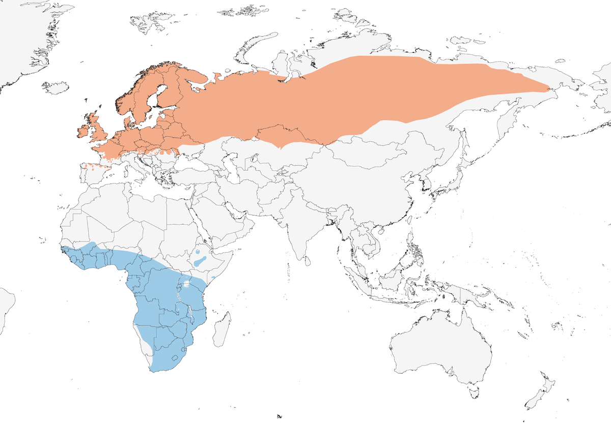 Willow Warbler, Distribution 1