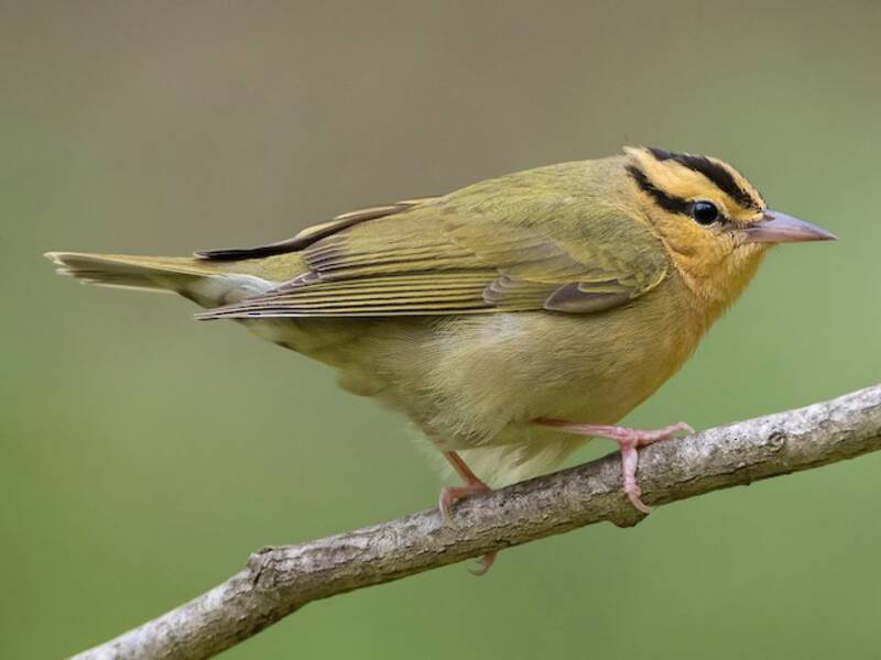 Parulì vermivora, Foto 3