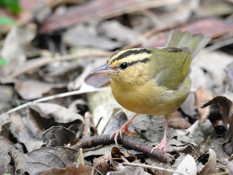 Worm-eating Warbler (Helmitheros vermivorum)