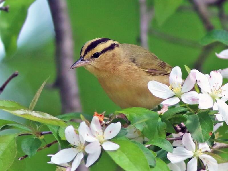 Parulì vermivora, Foto 4