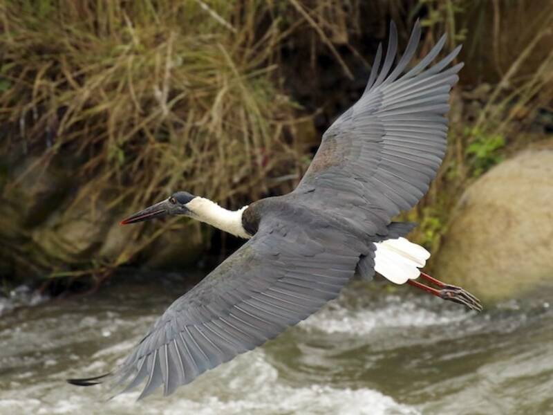 Asiatischer Wollhalsstorch, Fotos 3