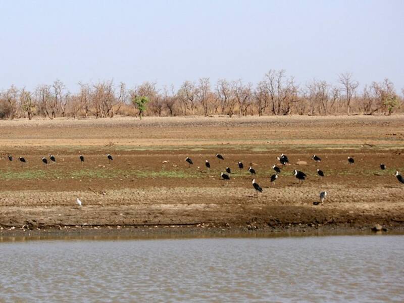 Asian Woolly-necked Stork (Ciconia episcopus)