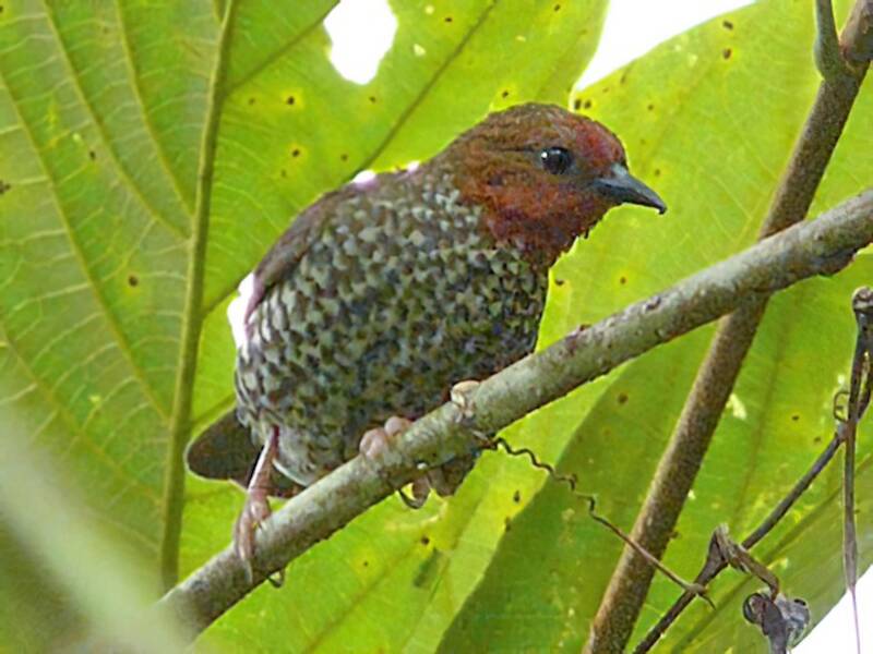 Beccofrusone di Woodhouse, Foto 2