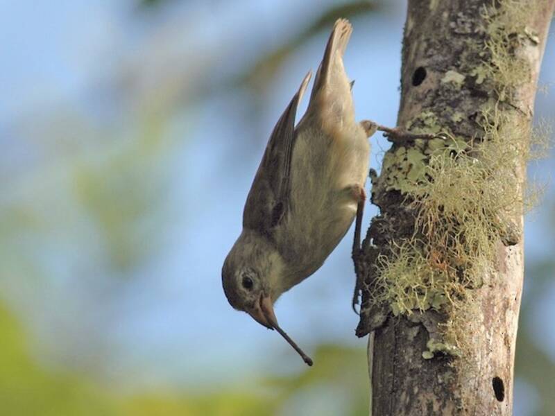 Woodpecker Finch