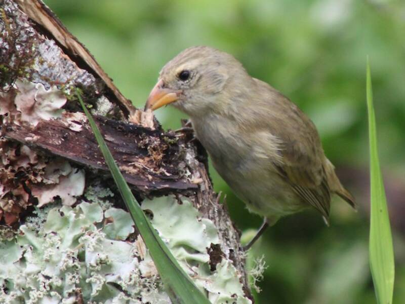 Woodpecker Finch, 照片 2