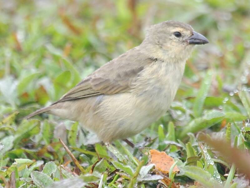Woodpecker Finch, 照片 4